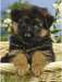 Magnifique Chiot berger allemand femelle - photo 1