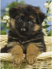 Magnifique Chiot berger allemand femelle
