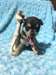 chiots Chihuahua disponibles - photo 2