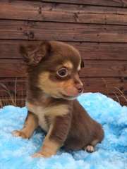 chiots Chihuahua disponibles
