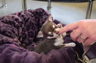 Superbe chihuahua femelle non lof a donn&#233;