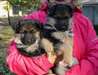 A donner chiots type berger allemand male femelle - photo 1