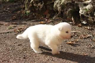 chiot  type Berger Blanc Suisse femelle  a donner