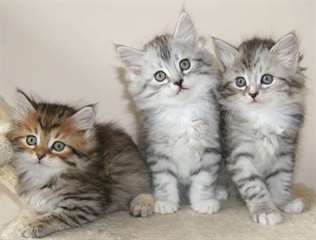 Chatons type sibérien non lof