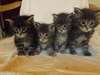 chatons types Maine Coon - photo 1