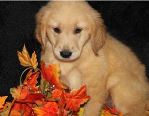 Golden Retriever chiots