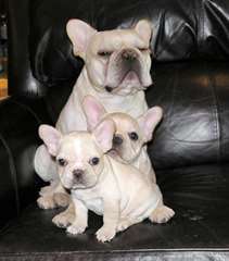chiots Bulldog français enregistré (702) 381-3490 