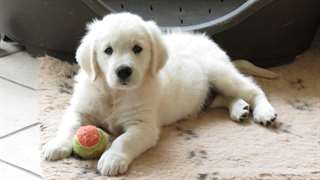 chiots Golden Retriever pour adoption