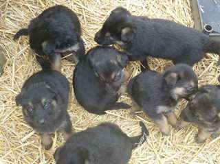 Adorables chiots berger allemand lof