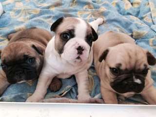 Magnifique chiots Bouledogue Français