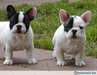 un jolie chiots bouledogue français pour adoption - photo 1