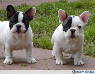 un jolie chiots bouledogue français pour adoption