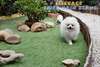 Chiot male spitz nain blanc - LOF - 1800€ - photo 2