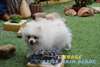 Chiot male spitz nain blanc - LOF - 1800€ - photo 3