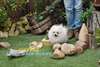 Chiot male spitz nain blanc - LOF - 1800€ - photo 4
