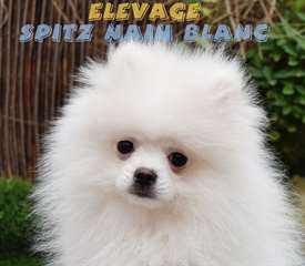 Chiot male spitz nain blanc - LOF - 1800€