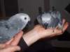 Perroquets gris d"afrique disponibles - photo 4