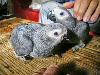 Perroquets gris d"afrique disponibles