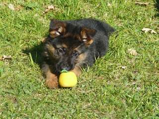 chiot de type berger allemand a donner
