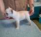 Chiots Chihuahua Mignon pour Chihuahua Maisons Aim - photo 1