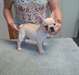 Chiots Chihuahua Mignon pour Chihuahua Maisons Aim - photo 2