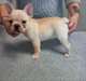 Chiots Chihuahua Mignon pour Chihuahua Maisons Aim - photo 3