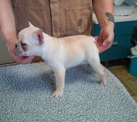 Chiots Chihuahua Mignon pour Chihuahua Maisons Aim