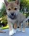 Chiots Shiba Inu - photo 1