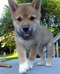 Chiots Shiba Inu