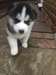 Adorable chiots husky pour adoption - photo 1