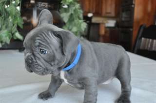 CHIOT bouledogue Fran&#231;ai SEULEMENT 2 CHIEN RESTANT