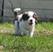 CHIOT Saint Bernard SEULEMENT 2 CHIEN RESTANT - photo 1