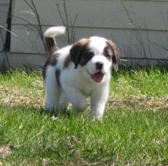 CHIOT Saint Bernard SEULEMENT 2 CHIEN RESTANT