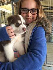 magnifique-chunky-siberian-husky-chiots