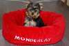 A  donner chiot yorkshire femelle - photo 1