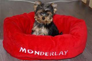 A  donner chiot yorkshire femelle