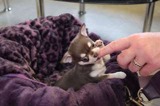 Superbe chihuahua femelle non lof a donné