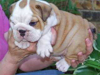 les chiots Bulldog