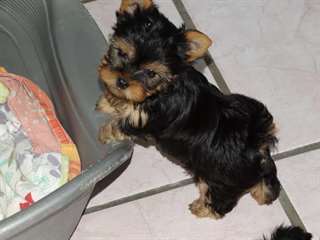 A Donner Chiot Yorkshire Toy