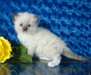 chaton ragdoll enregistré à vendre - photo 1