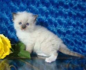 chaton ragdoll enregistré à vendre