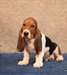 Adorable chiots basset hound pour adoption urgent - photo 1