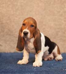 Adorable chiots basset hound pour adoption urgent