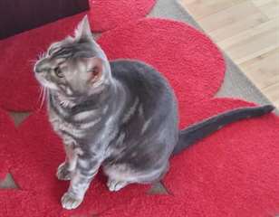 Beautiful Cats a besoin d'une maison pour toujours