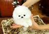 Chiots Pomeranian teacup. - photo 2