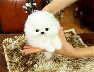 Chiots Pomeranian teacup.