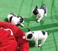 Chiots français en bonne santé Bulldog pour adopti - photo 1