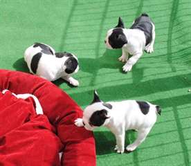 Chiots français en bonne santé Bulldog pour adopti