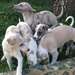 6 chiots whippet lof, sables et bringés - photo 1
