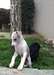 6 chiots whippet lof, sables et bringés - photo 2